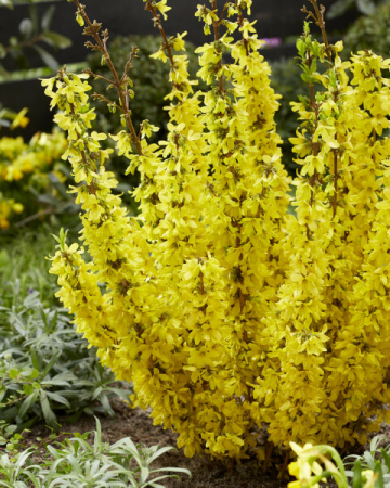 Plante decorative deosebite - Forsythia ‘Mikador’