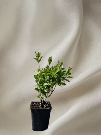 Hortensia Dharuma [1]