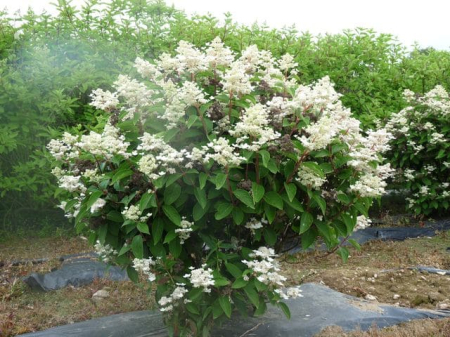 Hortensia - Hortensia Dharuma, alb-roz