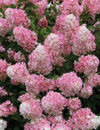 Hortensia - Hortensia  pan. 'Confetti' flori conice alb-roz