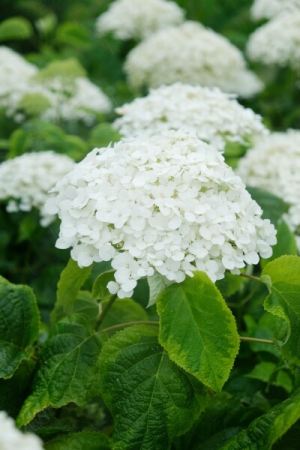 Hortensia - Hortensia Golden Annabelle