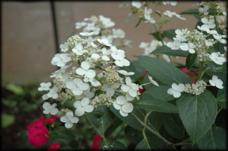 Hortensia - Hortensia Dharma