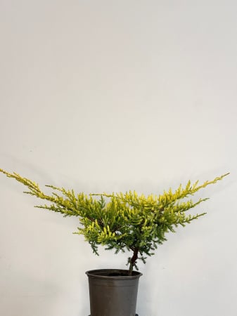 Plante veșnic verzi - Ienupăr târâtor GOLD