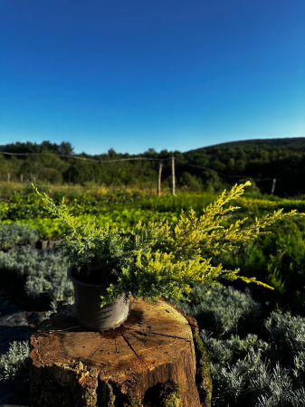 Ienupăr târâtor GOLD [1]