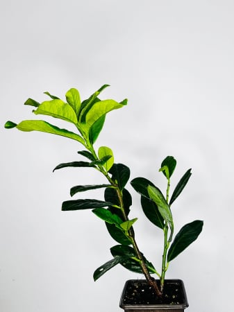 Plante veșnic verzi - Laur Englezesc