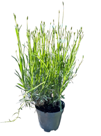 Plante deosebite - Lavanda