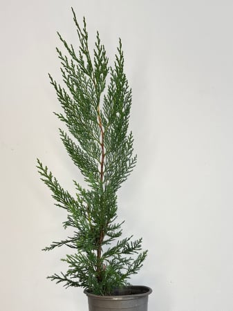 Plante veșnic verzi - Leylandii