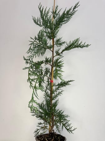 Plante veșnic verzi - Leylandii 70-90cm GRATIS tutore bambus