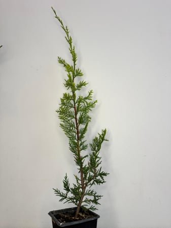 Gard Viu - Leylandii auriu Gold Crest 50-80cm