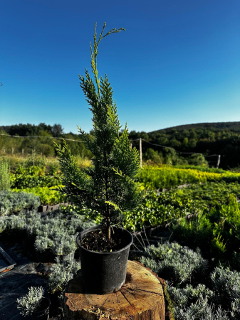 LEYLANDII GOLD RIDER [1]