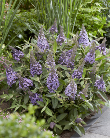 Plante deosebite - Liliac de vara pitic, Buddleja dav. 'Butterfly Candy
