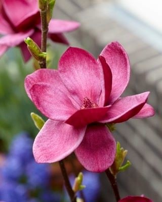 Magnolia - Magnolia 'Genie' ®