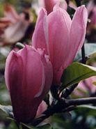Magnolia - Magnolia 'George Henry Kern'
