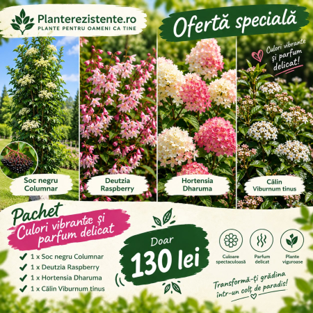 Oferte - Pachet Culorii si parfum