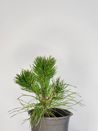 Plante veșnic verzi - Pin pitic Siberian