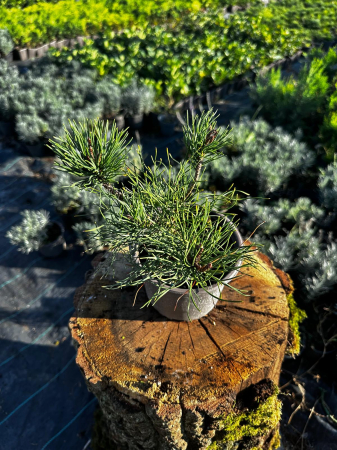 Pin pitic Siberian [1]