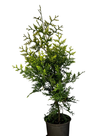 Gard Viu - Thuja Brabant Gold +50cm