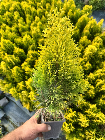 Plante deosebite - Thuja gold onix