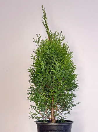 Plante veșnic verzi - Thuja Smaragd