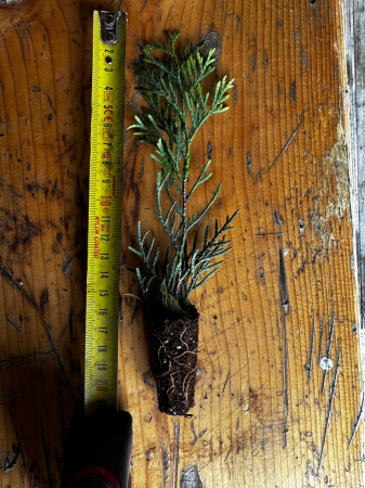 Colecția de plante tinere - Thuja Smaragd