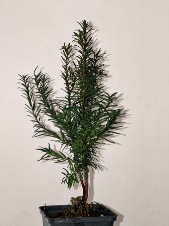 Plante veșnic verzi - Tisa Taxus Baccata