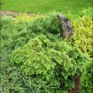 Plante veșnic verzi - Tsuga can. 'Jeddeloh'