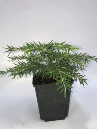 Tsuga can. 'Jeddeloh' [1]