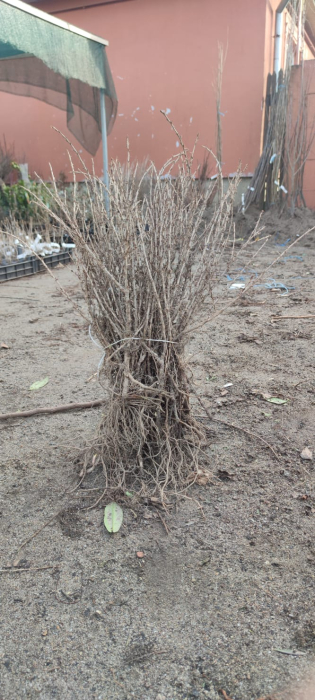 Agris rosu ramificat 30-50 cm  Kamieniar , radacina libera [2]