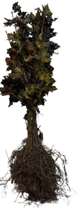 Artar 50-80cm , Acer Platanoides , radacina libera [2]