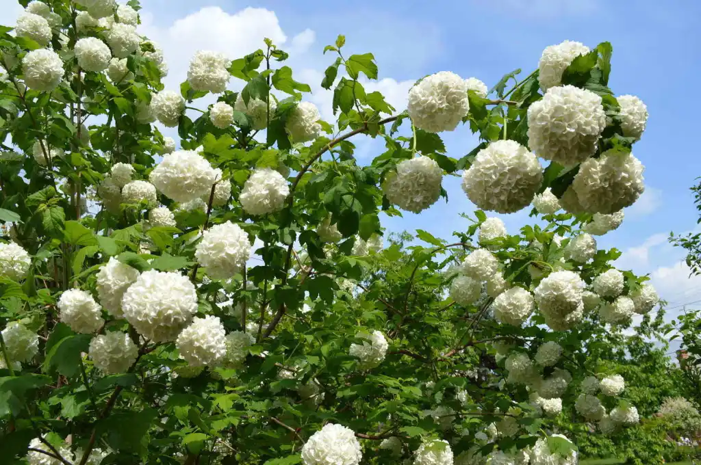 Calin, Bulgare de zapada (Viburnum opulus) 30-50 cm, ramificat la radacina libera [2]