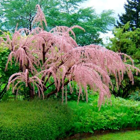 Catina Rosie - Roz ( Tamarix Tetrandra ) 50-80 cm, radacina libera [2]