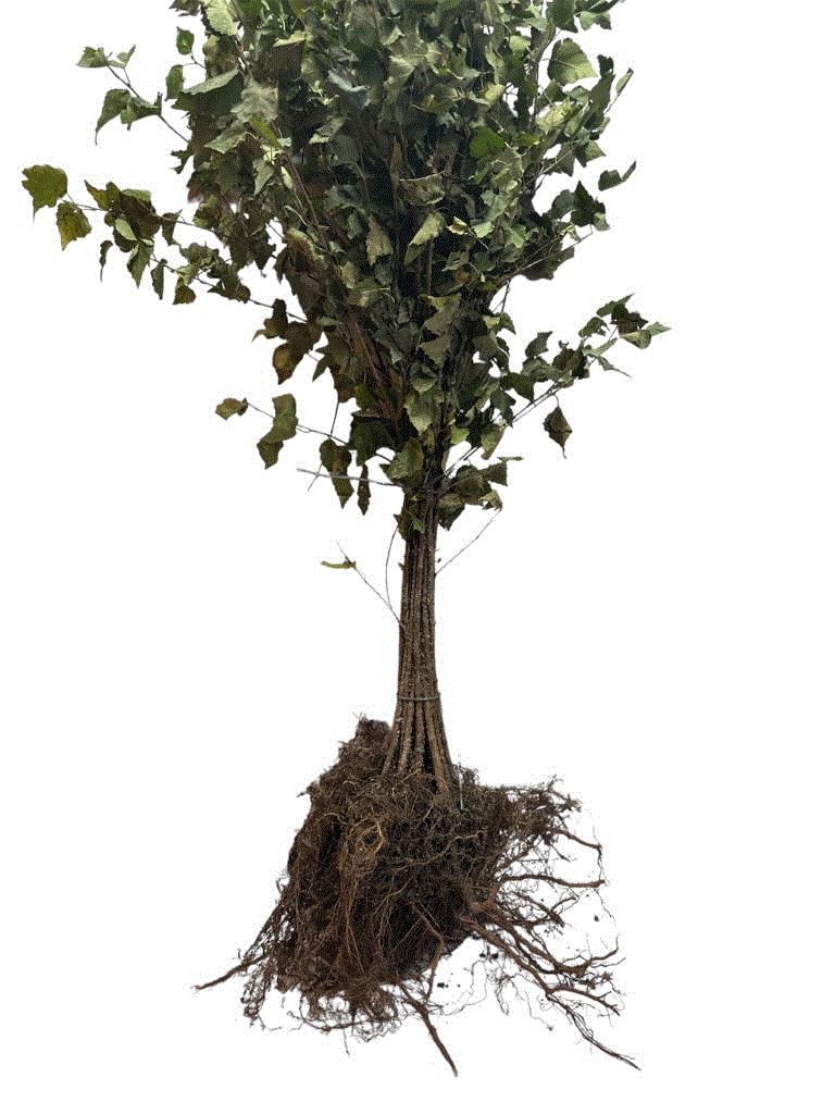 Mesteacan argintiu alb  50-80 cm , Betula Pendula , radacina libera [2]