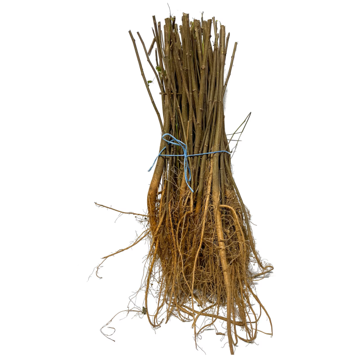 Puieti de salcam scurtati la 30-40 cm pentru plantare [2]