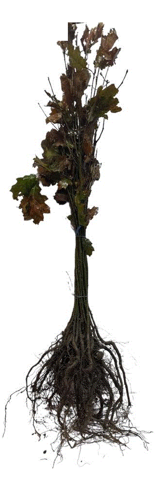Stejar Rosu 50-80cm , Quercus rubra , radacina libera [2]