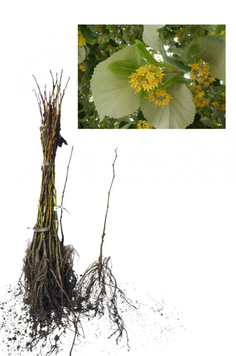 Tei argintiu ( Tilia tomentosa ) 30-50cm , radacina libera [2]