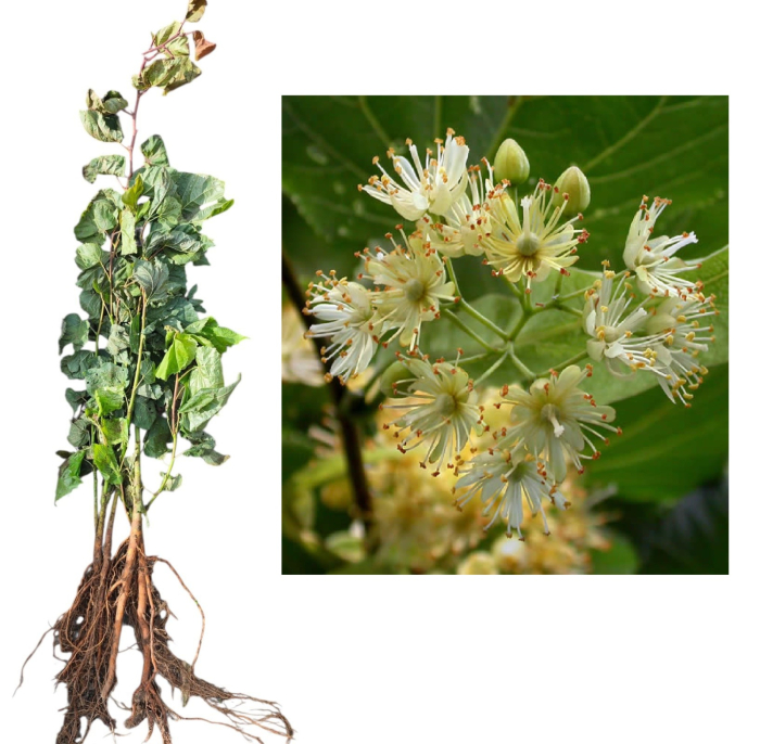 Tei cu frunza mica pucios - Tilia cordata 30-50 cm , radacina libera [2]