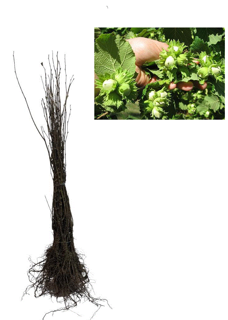 ARBORI ORNAMENTALI & FORESTIERI - Alun tufa 50-80cm , Corylus avellana , radacina libera