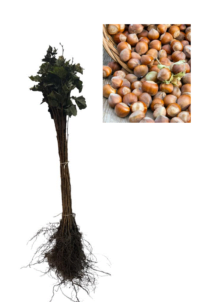 ARBORI ORNAMENTALI & FORESTIERI - Alun turcesc 50-80cm , Corylus colurna , radacina libera
