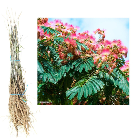 ARBORI ORNAMENTALI & FORESTIERI - Arbore de mătase ( Albizia Julibrissin ) 50-80 cm, radacina libera