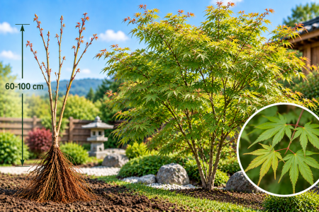Toate produsele - Arțar Japonez (Acer palmatum) 60-100 cm | Rădăcină Liberă