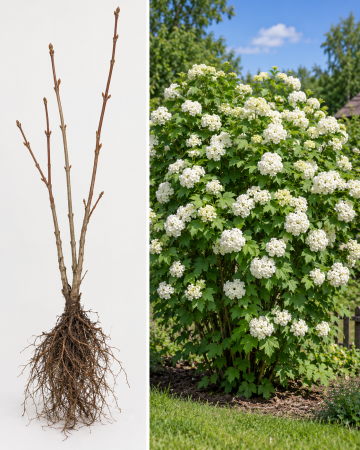 Călin - Calin, Bulgare de zapada (Viburnum opulus) 30-50 cm, ramificat la radacina libera