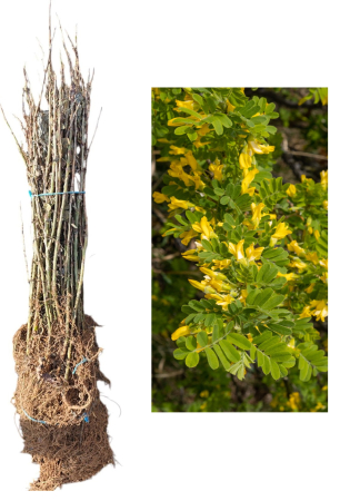 ARBORI ORNAMENTALI & FORESTIERI - Caragana arborescens Salcam siberian Galben 30-50 cm , radacina libera