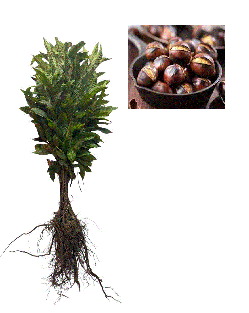 Castani Comestibili - Castan comestibil 50-80cm , Castanea Sativa , radacina libera