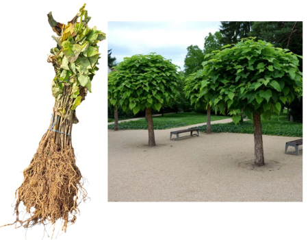 ARBORI ORNAMENTALI & FORESTIERI - Catalpa - Arborele trompeta 50-80cm , radacina libera