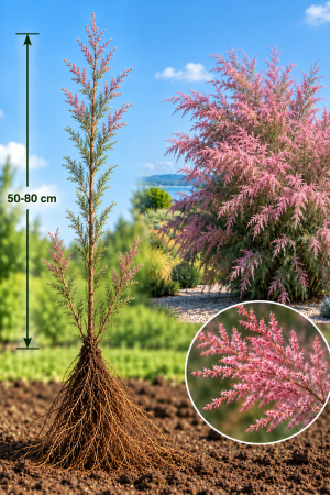 Tamarix (Cătină Roșie) - Catina Rosie - Roz ( Tamarix Tetrandra ) 50-80 cm, radacina libera