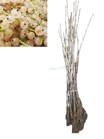 Coacăz - Coacăz alb ( Blanka ) 30-40 cm, radacina libera