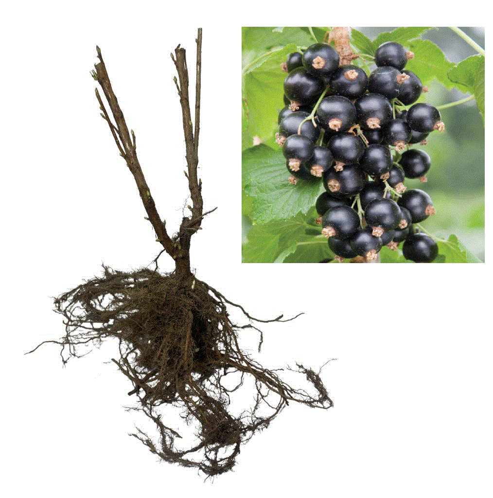 Coacaz negru Titania , 2 ani , ramificati pe rod 40-60 cm, radacina libera [1]