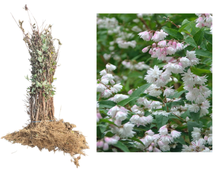 Gard viu cu flori - Deutzia scabra ( Deutia ) cu flori albe 30-50 cm , radacina libera
