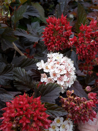 Fizocarpus (Physocarpus Opulifolius) 30-50 cm | Rădăcină Liberă [1]