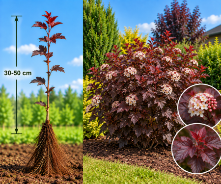Gard viu cu flori - Fizocarpus (Physocarpus Opulifolius) 30-50 cm | Rădăcină Liberă